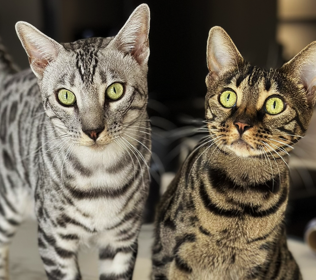 🐱 Avoir un chat à la maison : ce lien discret qui fait du bien aux deux