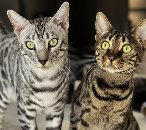 🐱 Avoir un chat à la maison : ce lien discret qui fait du bien aux deux